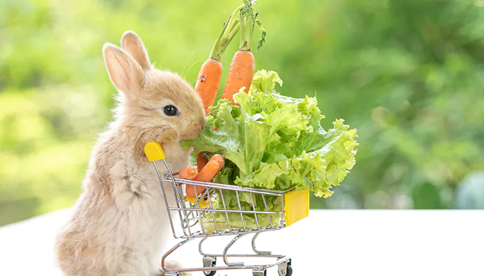 Feeding Frenzy - Navigating The World Of Pet Nutrition For Your Rabbit